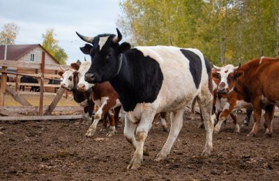Позаботься о корове: стань опекуном священного животного